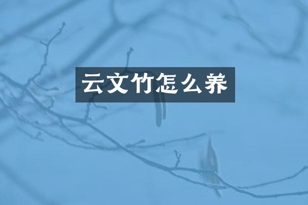 云文竹怎么养
