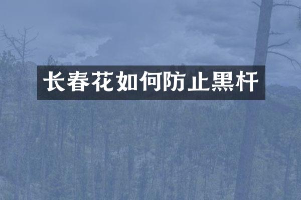 长春花如何防止黑杆