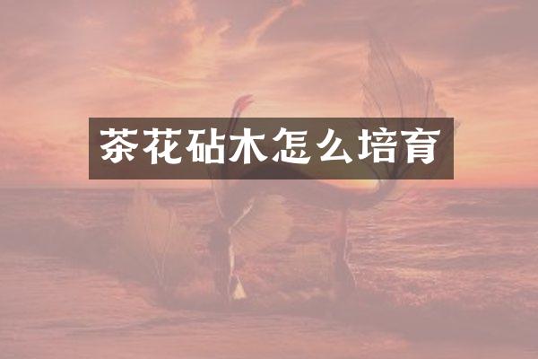 茶花砧木怎么培育