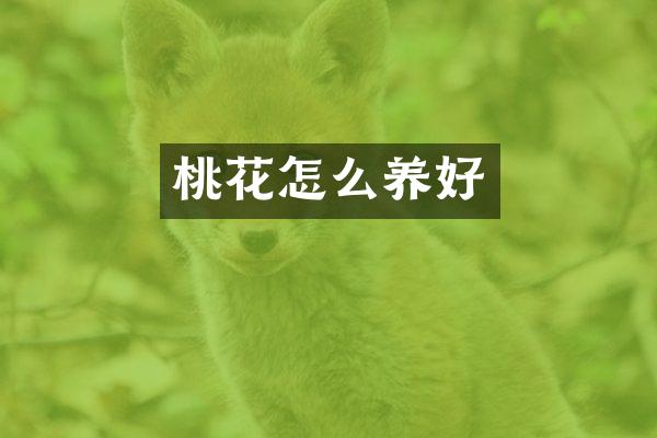 桃花怎么养好