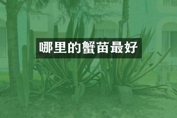 哪里的蟹苗最好