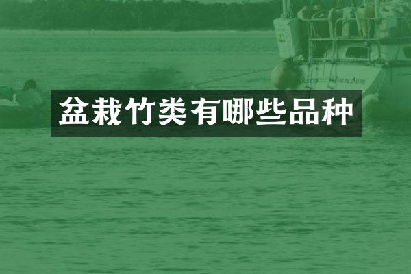 盆栽竹类有哪些品种