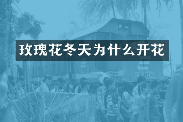 玫瑰花冬天为什么开花