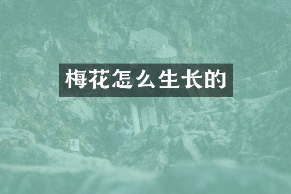 梅花怎么生长的