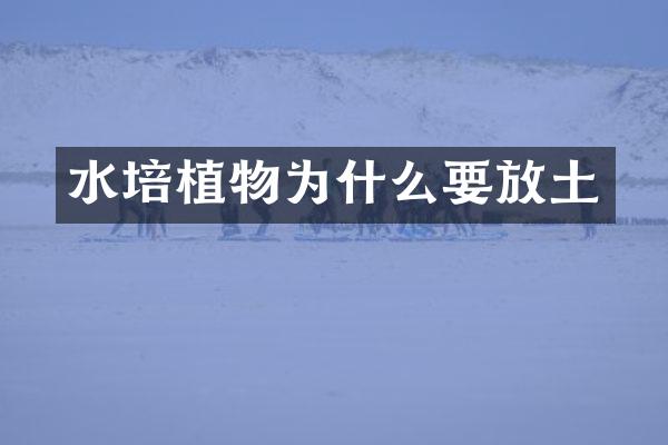水培植物为什么要放土