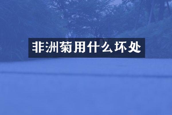 非洲菊用什么坏处