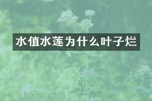 水值水莲为什么叶子烂