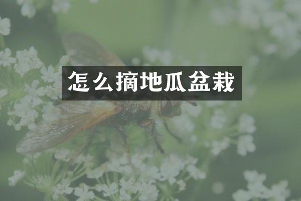 怎么摘地瓜盆栽