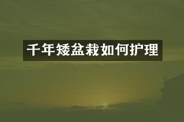 千年矮盆栽如何护理