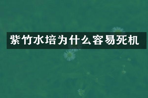 紫竹水培为什么容易死机