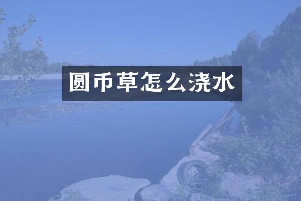 圆币草怎么浇水