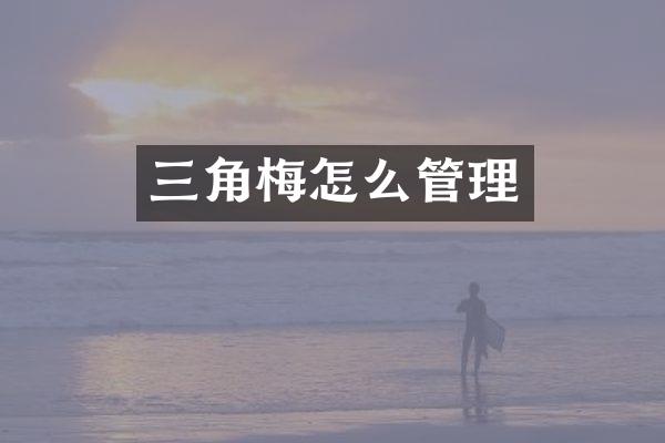三角梅怎么管理