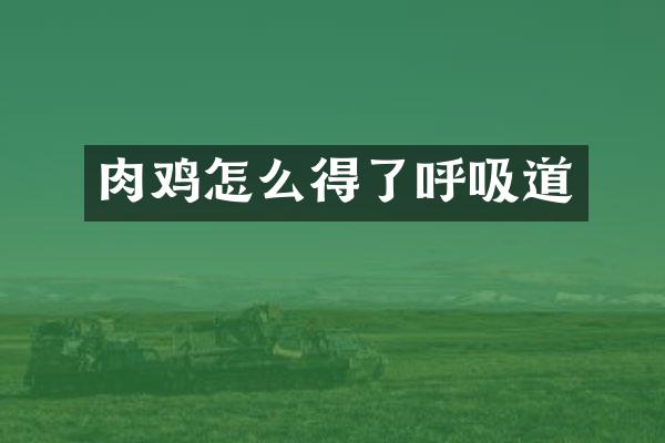 肉鸡怎么得了呼吸道