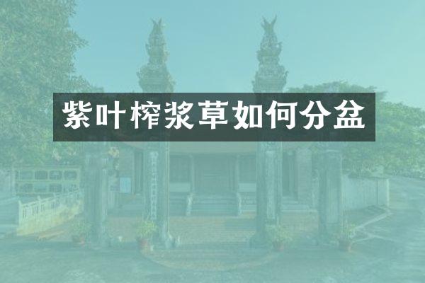 紫叶榨浆草如何分盆