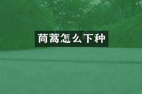 茼蒿怎么下种
