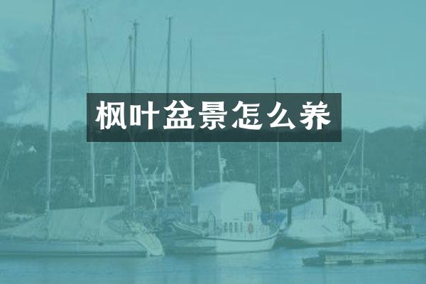枫叶盆景怎么养