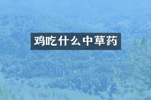 鸡吃什么中草药