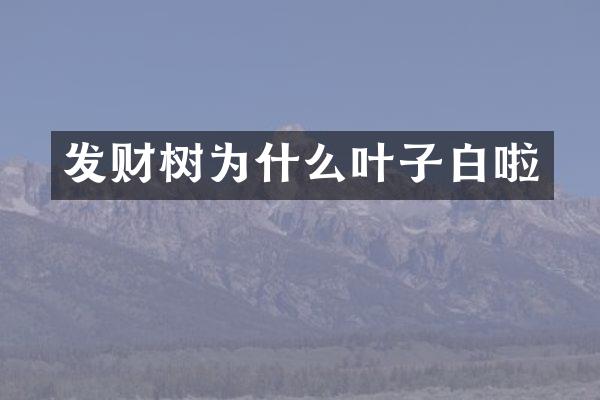 发财树为什么叶子白啦