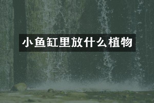 小鱼缸里放什么植物