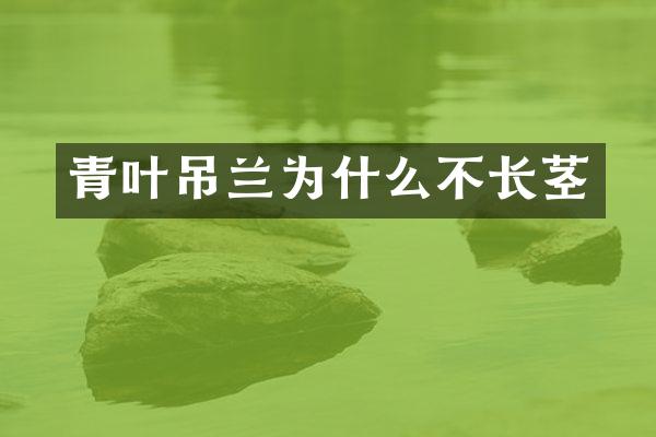 青叶吊兰为什么不长茎