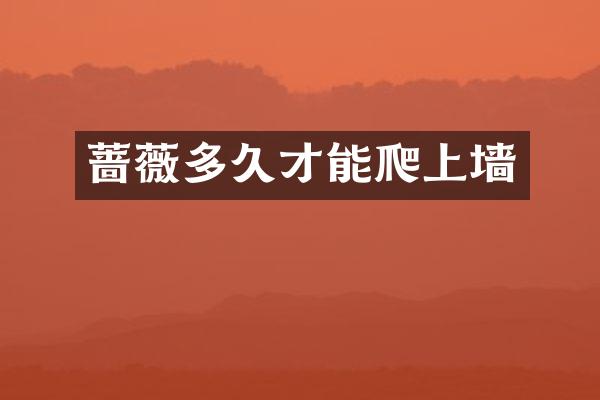蔷薇多久才能爬上墙