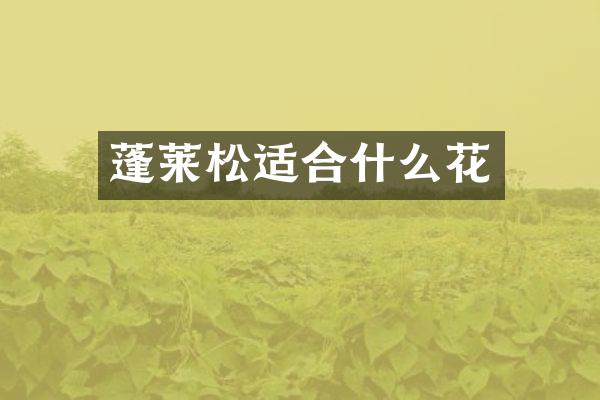 蓬莱松适合什么花