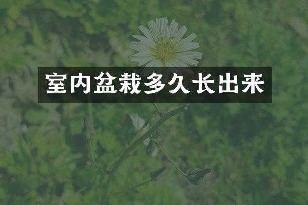 室内盆栽多久长出来
