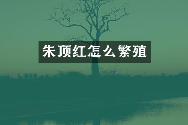 朱顶红怎么繁殖