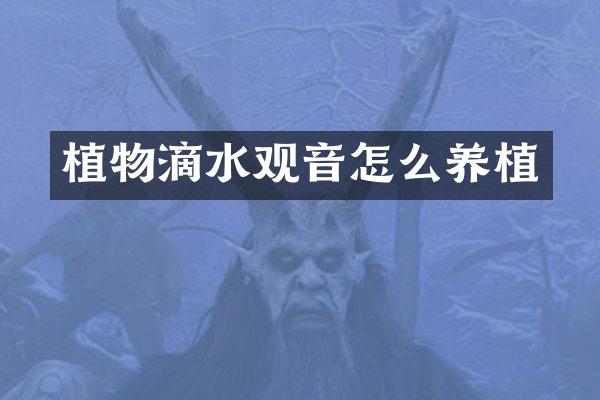 植物滴水观音怎么养植