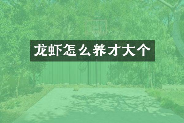 龙虾怎么养才大个