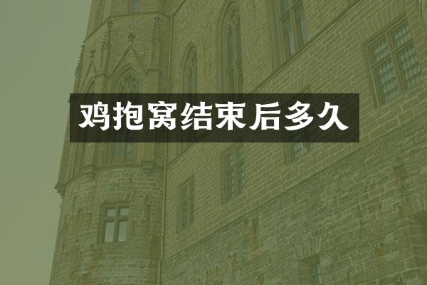 鸡抱窝结束后多久