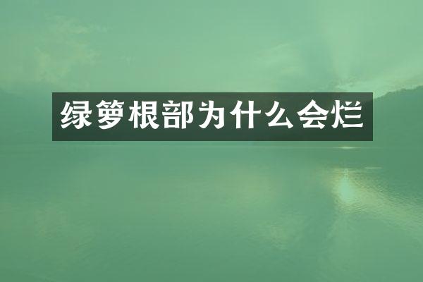 绿箩根部为什么会烂