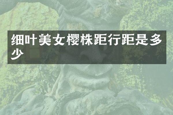 细叶美女樱株距行距是多少