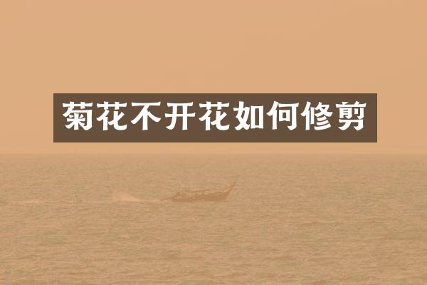 菊花不开花如何修剪