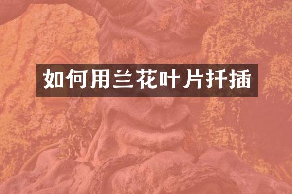 如何用兰花叶片扦插