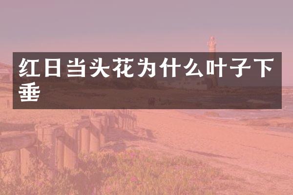 红日当头花为什么叶子下垂