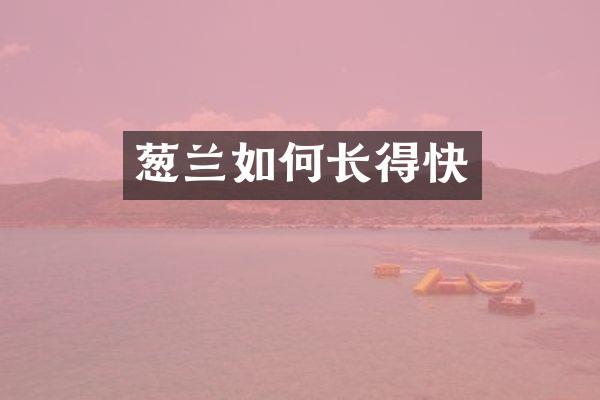 葱兰如何长得快