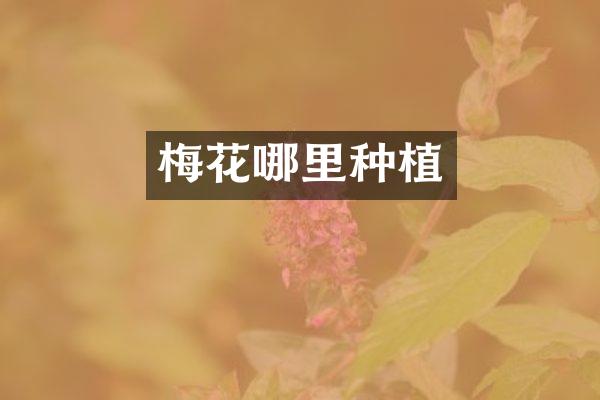 梅花哪里种植