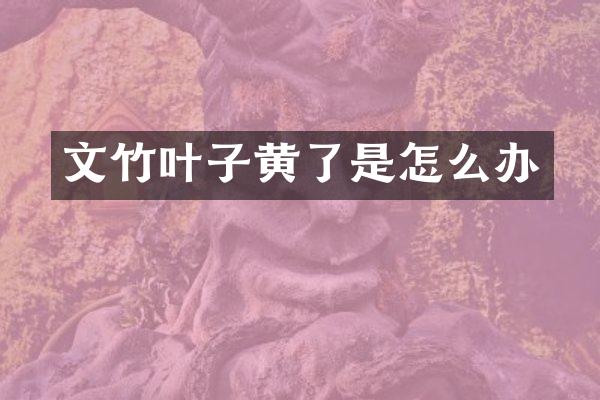 文竹叶子黄了是怎么办