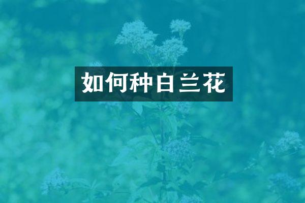 如何种白兰花