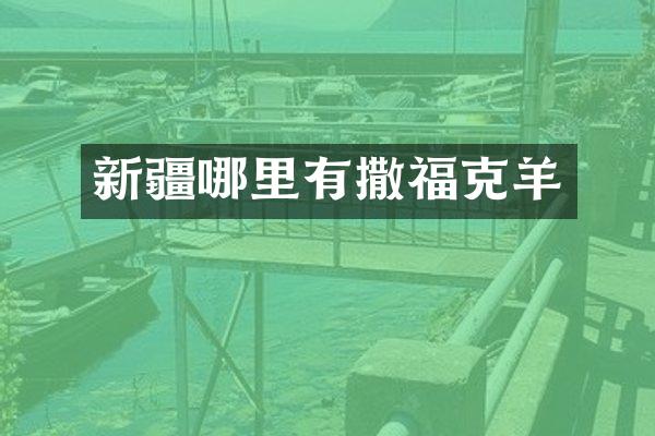 新疆哪里有撒福克羊