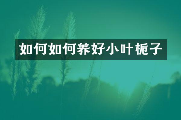 如何如何养好小叶栀子