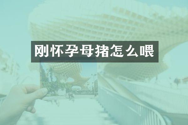 刚怀孕母猪怎么喂