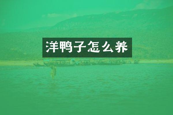 洋鸭子怎么养