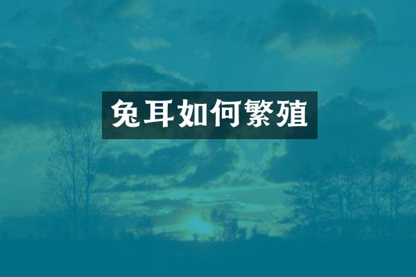 兔耳如何繁殖