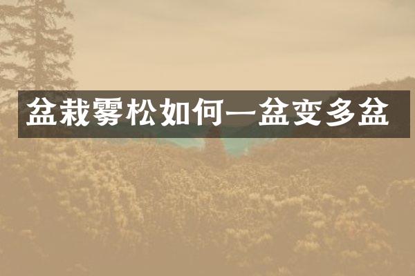 盆栽雾松如何一盆变多盆