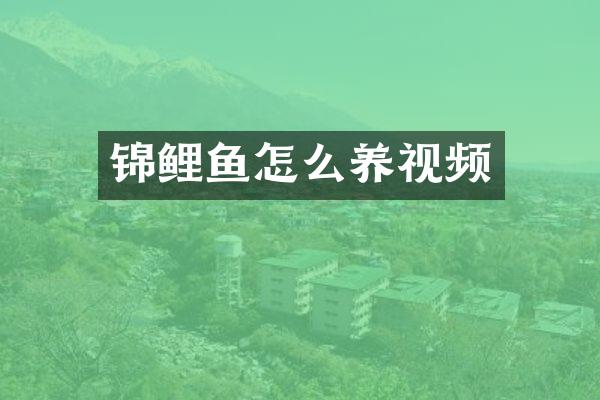 锦鲤鱼怎么养视频