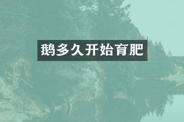 鹅多久开始育肥