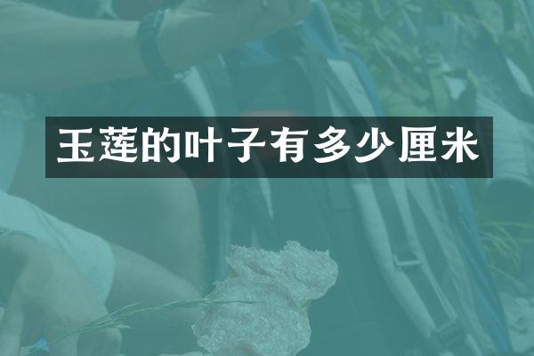 玉莲的叶子有多少厘米