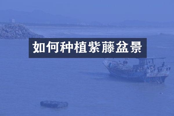如何种植紫藤盆景